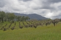 Vineyard%20%233 (thumbnail)