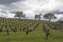 Vineyard%20%234 (thumbnail)
