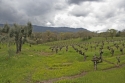 Vineyard%20%235 (thumbnail)