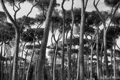 Umbrella%20Pines%20%232 (large view)