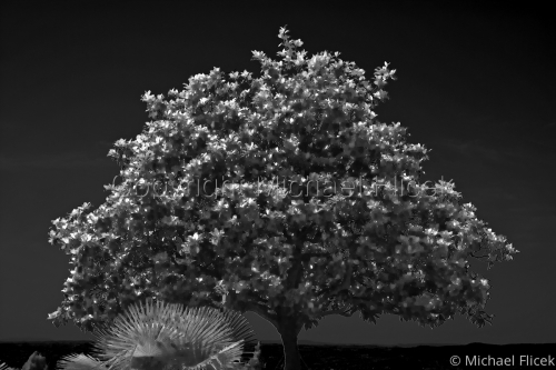 Tree%20And%20Palm (large view)