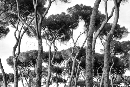 Umbrella%20Pines%2C%20Rome (large view)