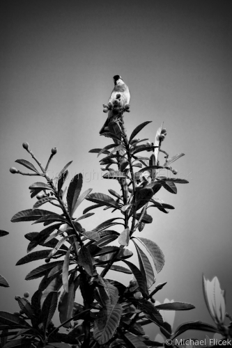 Bird%20On%20A%20Tree (large view)