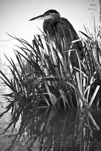 Blue%20Heron%2C%20National%20Mall%2C%20USA (large view)