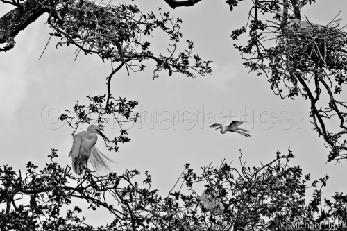 Window%20Through%20A%20Tree (large view)
