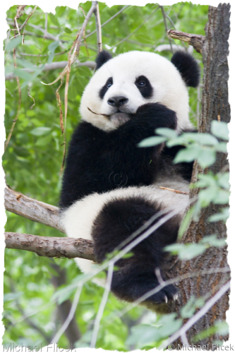 Young%20Giant%20Panda%2C%20Beijing%20Zoo (large view)