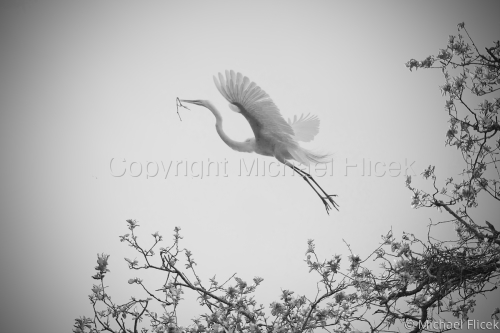 Egret Rookery