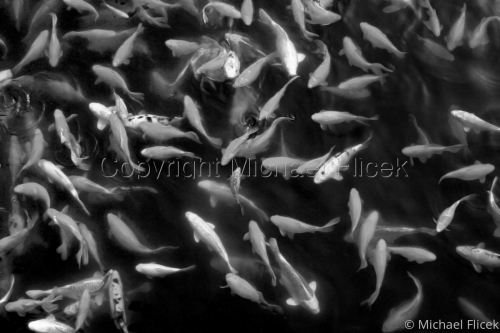 Koi (large view)
