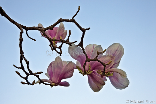Spring%20Awakening (large view)