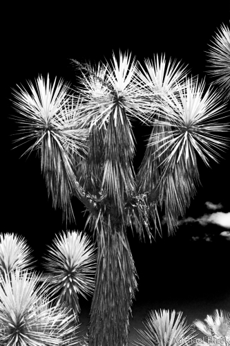 Balboa%20Park%205 (large view)