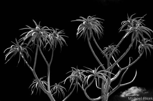 Balboa%20Park%203 (large view)