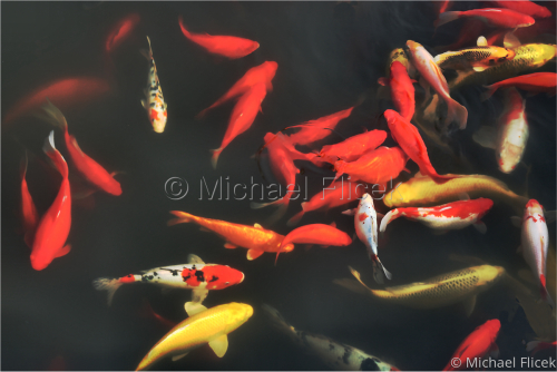 Old%20Town%20Koi (large view)