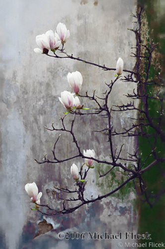 Old%20Town%20Garden%20Blossoms (large view)