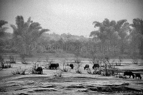 Water%20Buffalo (large view)
