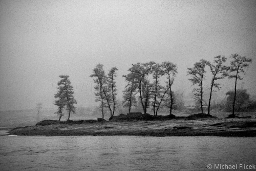 Dancing%20Trees (large view)