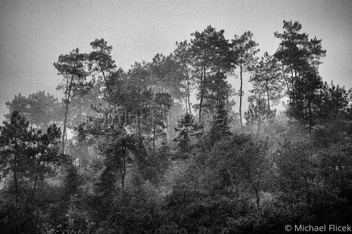 Foggy%20Hillside (large view)
