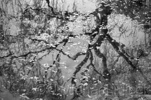 Reflected%20Tree%2C%20Fallen%20Blossoms (large view)