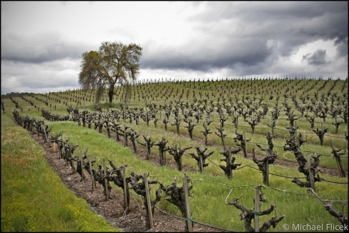 Sonoma Valley