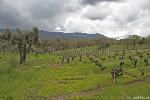 Vineyard%20%235 (large view)