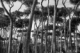 Photography--Black & White-LandscapeUmbrella Pines #2