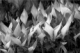 Photography--Black & White-NatureEvening Light