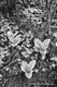 Photography--Acrylic-AbstractSpring Growth, Oregon