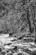 Photography--Acrylic-AbstractTanner Creek, Columbia River Gorge