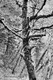 Photography--Black & White-NatureMoss Tree, Oregon