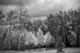 Photography--Black & White-LandscapeAutum Aspen, Sierra Madre Mountains