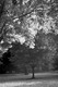 Photography--Black & White-NatureFog Lifting, Long Island