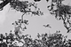 Photography--Black & White-AnimalsWindow Through A Tree