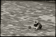 Photography--Black & White-PhotojournalismFloor Repair, Temple Of Heaven