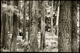 Photography--Black & White-NatureForest Work, Botanical Garden