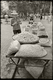 Photography--UrbanNut Sales