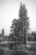 Photography--Black & White-NatureLilly Pads And Pines