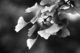 Photography--Black & White-NatureGinko