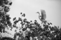 Photography--Black & White-NatureI'm Back