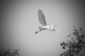 Photography--Black & White-NatureThe Return