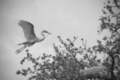 Photography--Black & White-NatureBuilding a Nest 2