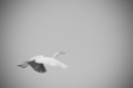 Photography--Black & White-NatureThe Departure