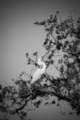 Photography--Black & White-NaturePlucking A Branch