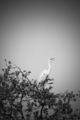 Photography--Black & White-NatureLove Birds