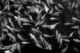Photography--Black & White-AnimalsKoi