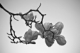 Photography--Black & White-NatureSpring Awakening