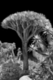 Photography--Black & White-NatureBalboa Park 2