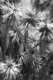 Photography--Black & White-NatureBalboa Park 7