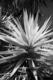 Photography--Black & White-NatureBalboa Park 6