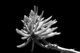 Photography--Black & White-FloralSpring Awakening 2