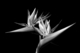 Photography--Black & White-FloralSpring Awakening 3