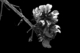 Photography-Spring Awakening 4